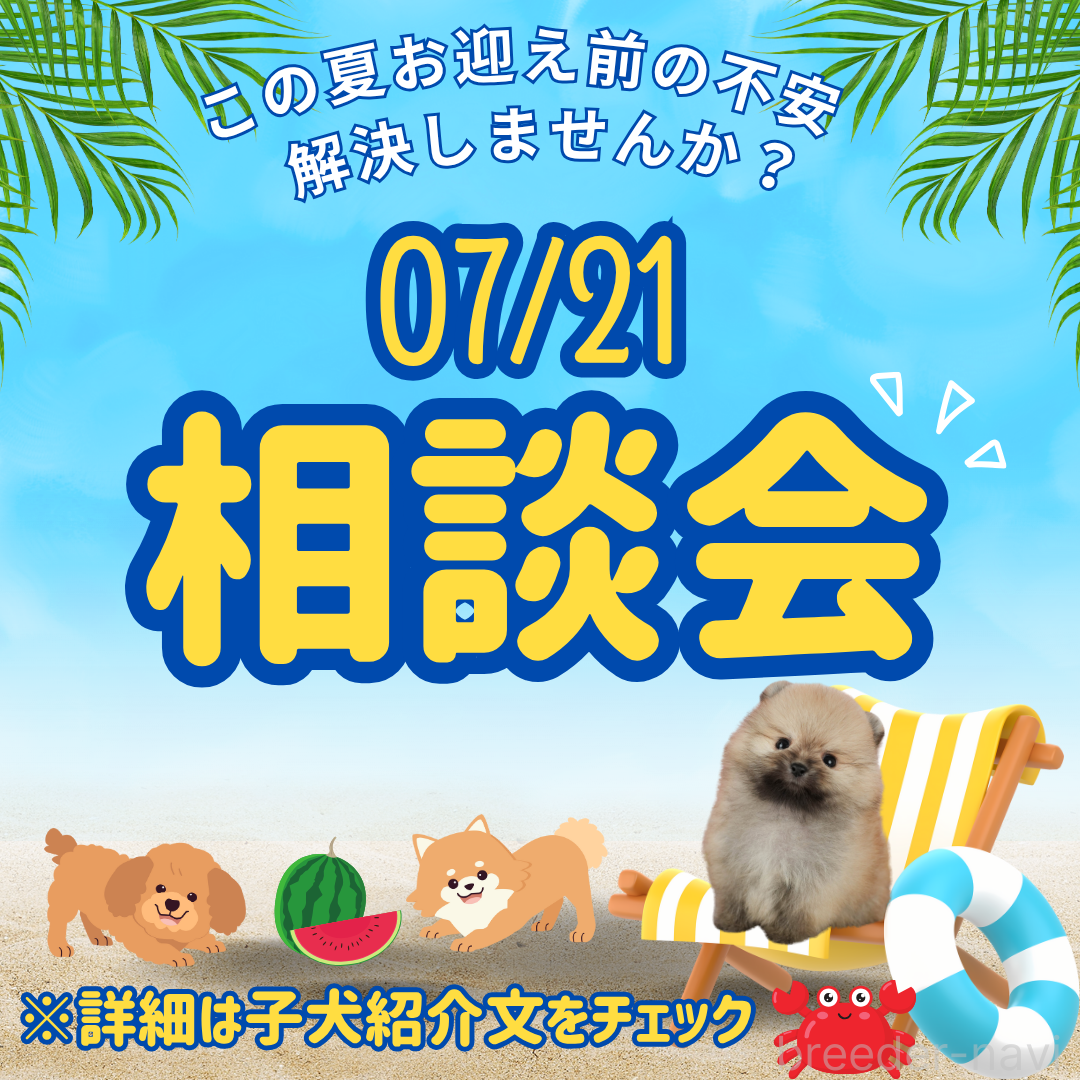 成約済の千葉県のトイプードル-396732の3枚目